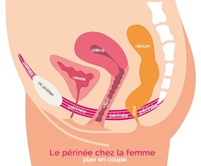 Schéma en coupe du périnée chez la femme : vessie, utérus, vagin, rectum et muscles du périnée
